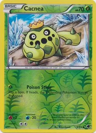 Cacnea, catalogue front