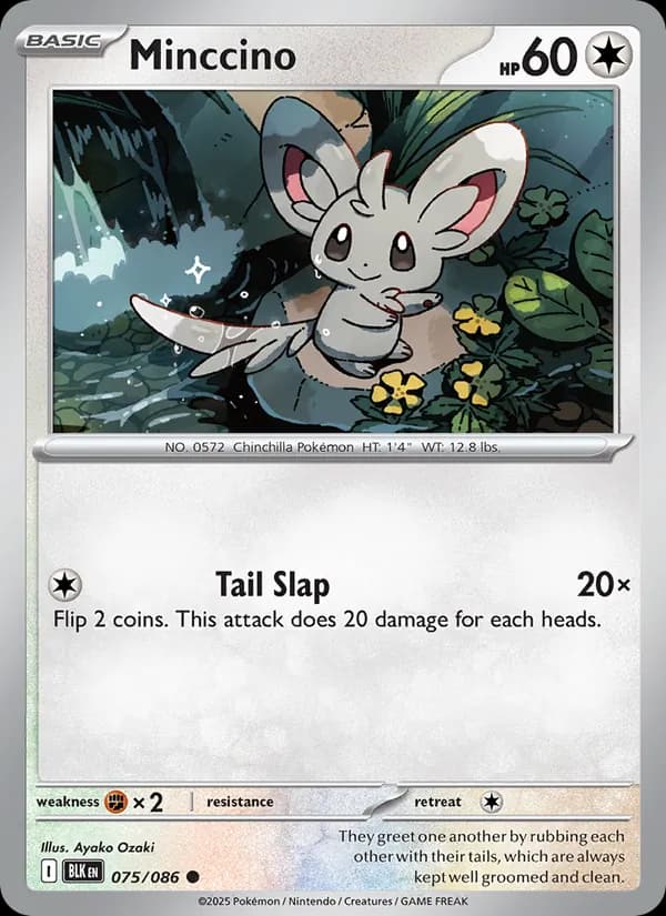 Minccino, catalogue front